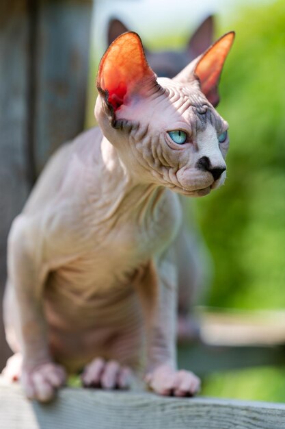 Chat sphynx bicolore sans poils mois avec des yeux et des oreilles bleus brillant au soleil assis