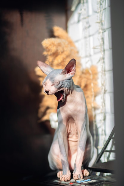 Photo un chat sphynx canadien assis au soleil et bâillant