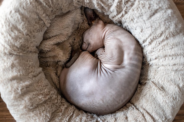 Un chat Sphynx dort sur un lit pour chat