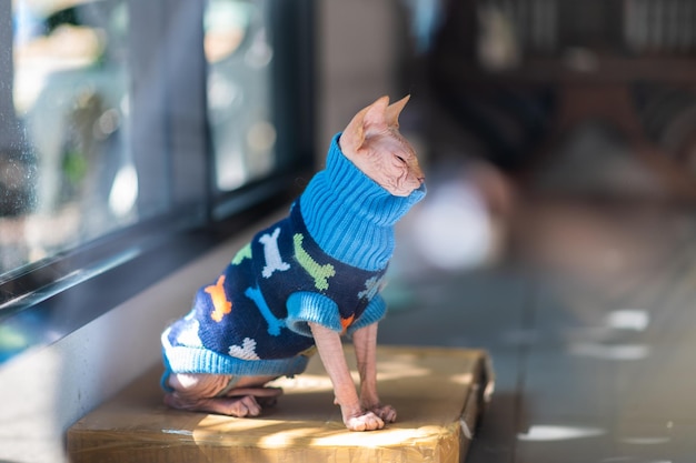 Photo chat sphynx drôle de chat sphynx canadien assis sphinx chat sans poils utiliser une chemise