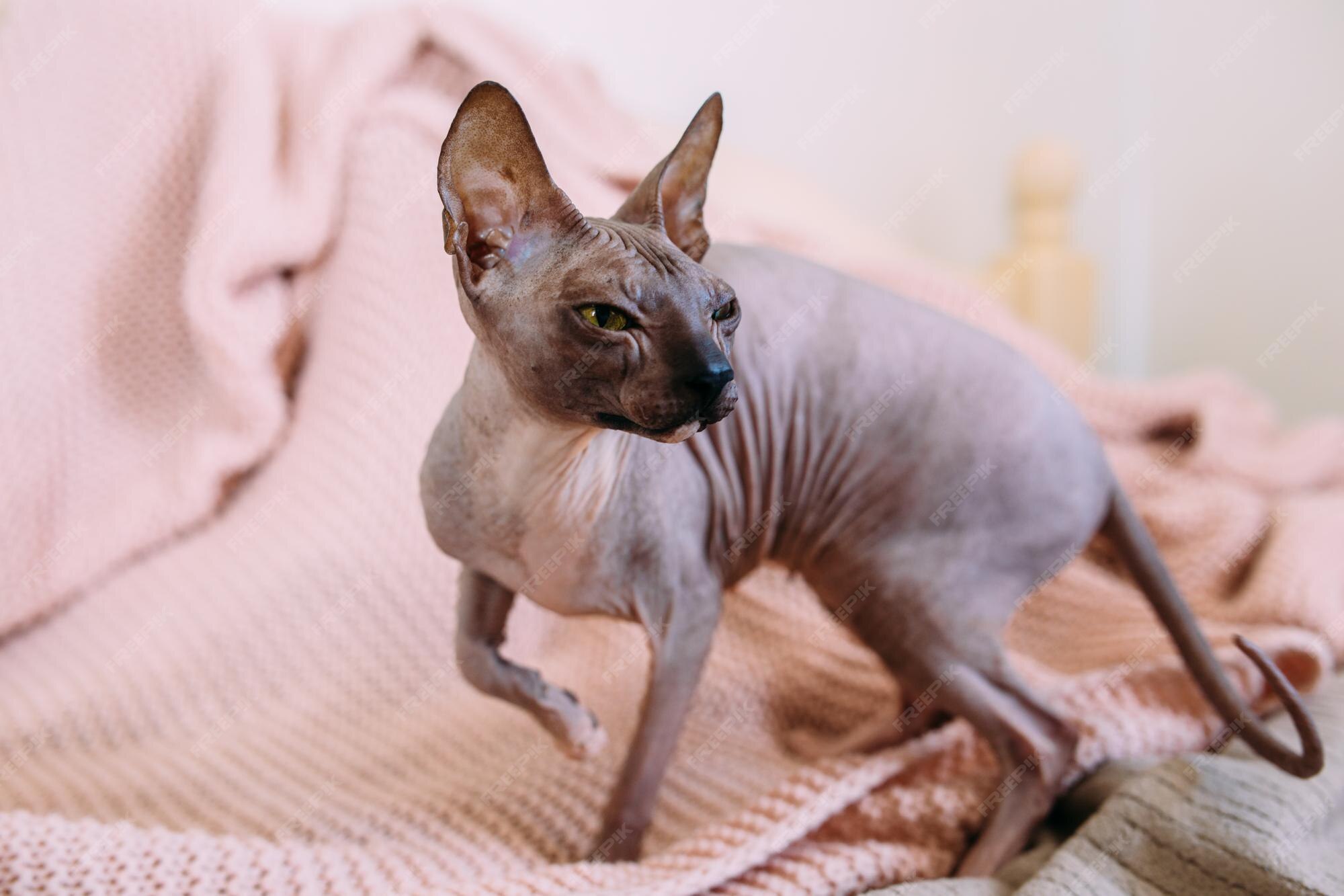 Images Chat Sans Poils Sphynx Vecteurs Photos Et Psd Gratuits