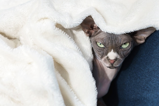 Chat sphynx mignon paresseux est couché sous une couverture