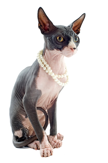 Chat Sphynx