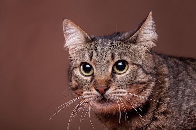 Chat en studio sur fond marron. Beau félin