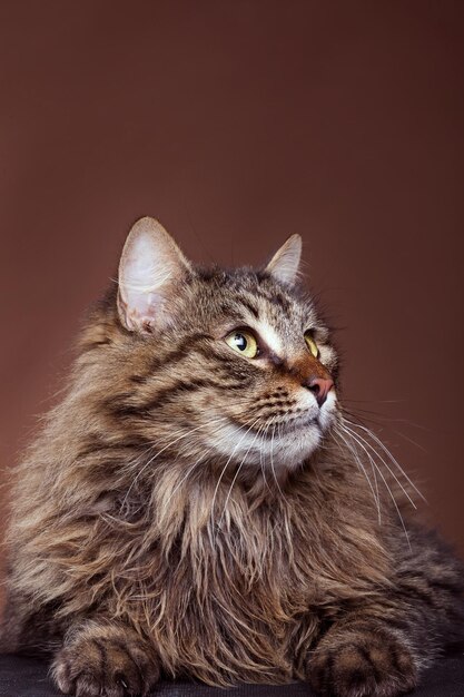 Chat en studio regardant loin de la caméra sur fond marron. Beau félin