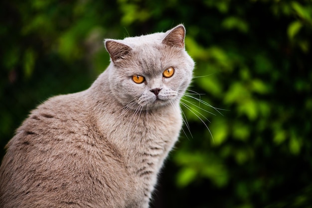 Photo le chat sucré sur l'herbe verte le chat britannique