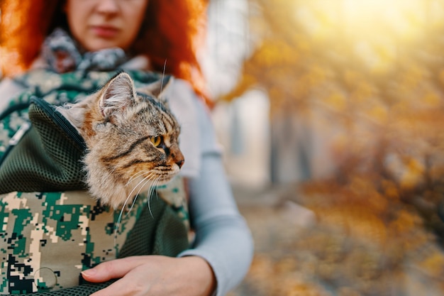 Chat tabby dans un sac.