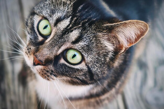 Photo un chat tabby à l'extérieur