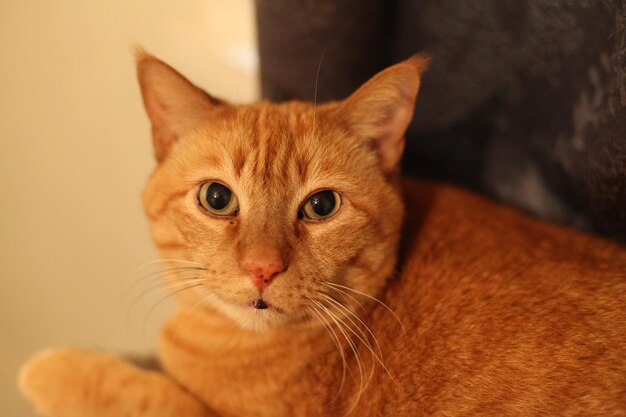 Le chat tabby jaune levant les yeux de son perchoir à l'intérieur