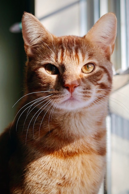 Le chat tabby orange