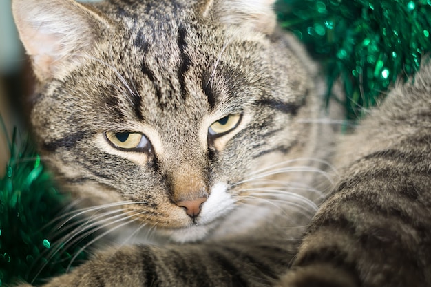 Chat tabby et tinsel vert