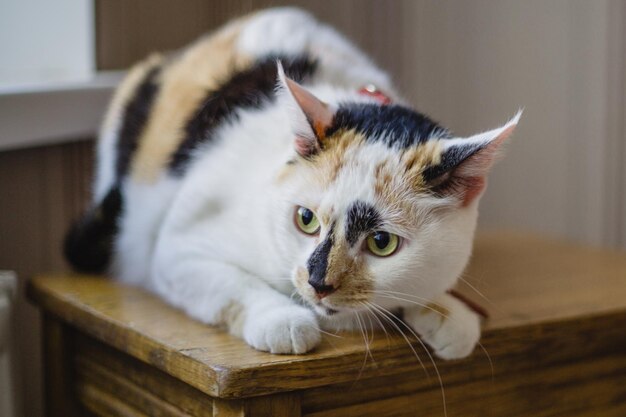 Un chat sur une table avec une étiquette dessus