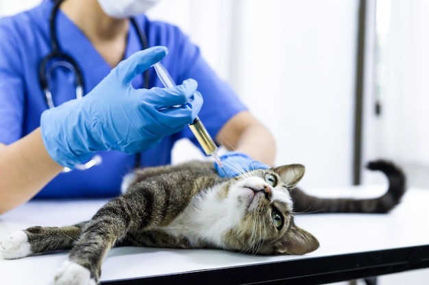 Chat sur la table d'examen de la clinique vétérinaire Soins vétérinaires Médecin vétérinaire et chat