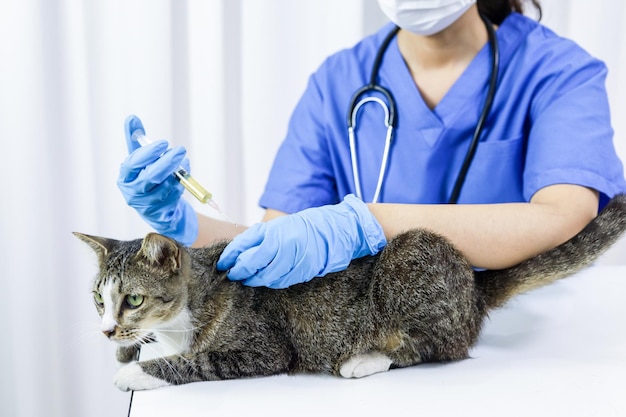 Chat sur la table d'examen de la clinique vétérinaire Soins vétérinaires Médecin vétérinaire et chat