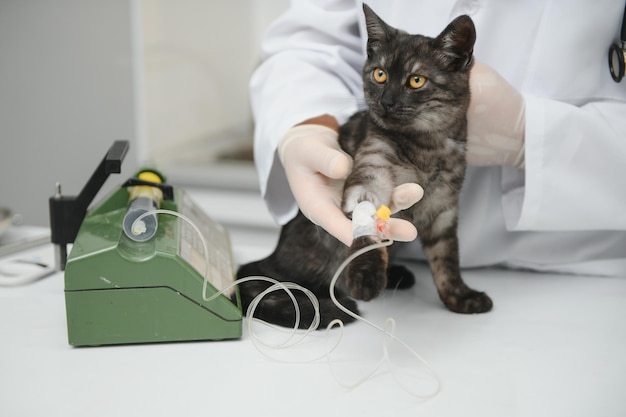 Chat sur la table d'examen de la clinique vétérinaire Soins vétérinaires Médecin vétérinaire et chat