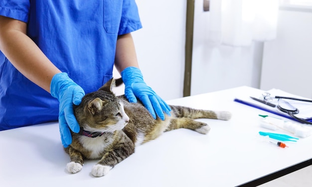 Chat sur la table d'examen de la clinique vétérinaire Soins vétérinaires Vétérinaire et chat
