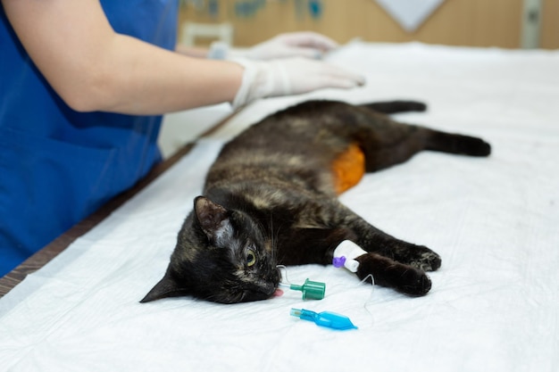 Le chat sur la table d'opération dans une clinique vétérinaire. opération de stérilisation vétérinaire