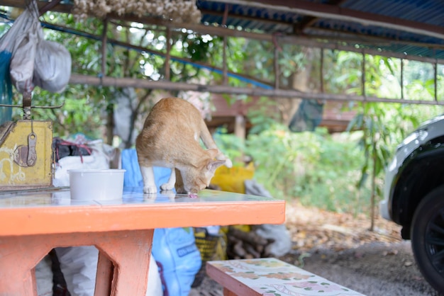 Photo le chat sur la table par les plantes