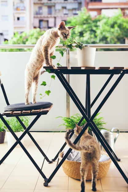 Photo le chat sur la table.