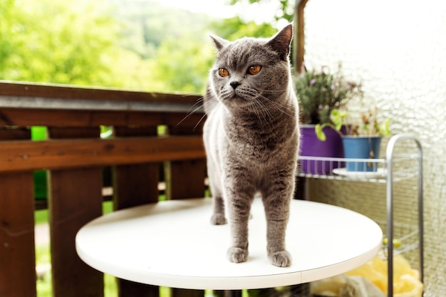 chat sur la table