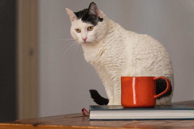 Chat sur table