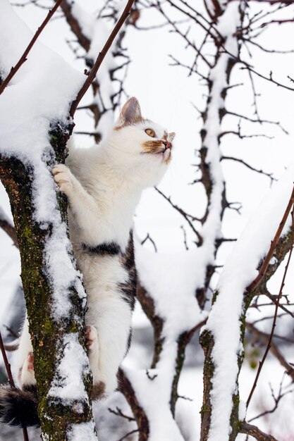 Un chat à taches blanches en hiver sur un arbre enneigé