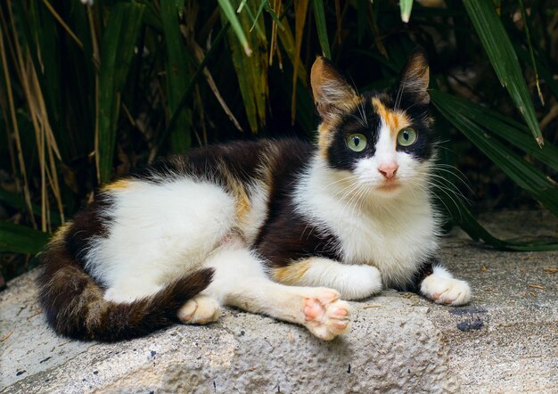 Un chat tacheté aux yeux verts se trouve sur fond de végétation tropicale verte dans le jardin