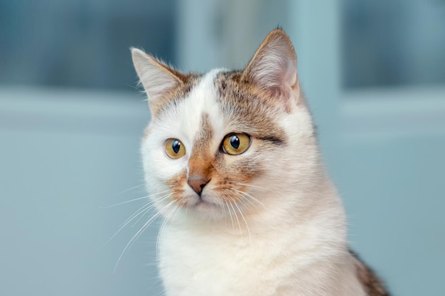 Un chat tacheté blanc sur fond bleu clair