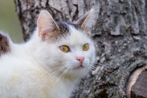 Chat tacheté blanc sur fond de tronc d'arbre. Portrait d'un chat se bouchent.