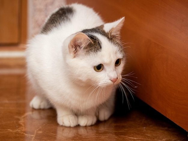 Un chat tacheté blanc avec un regard attentif est assis sur le sol près de la table de chevet dans la chambre