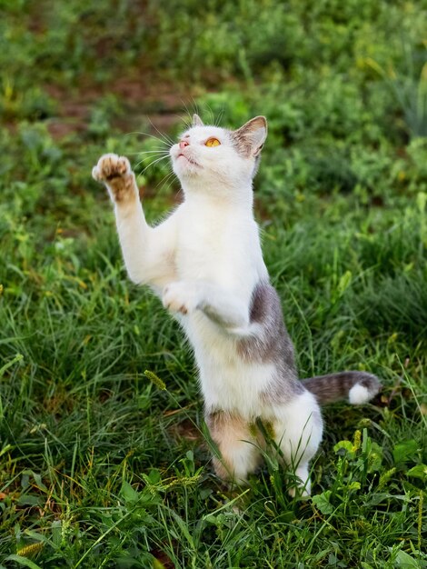 Le Chat Tachete Blanc Se Dresse Sur Ses Pattes Arriere Dans Le Jardin Sur L Herbe Photo Premium