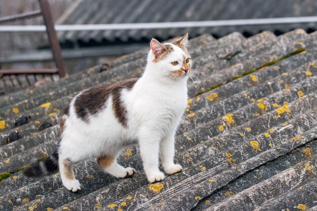 Un chat tacheté blanc se tient sur le toit de la maison