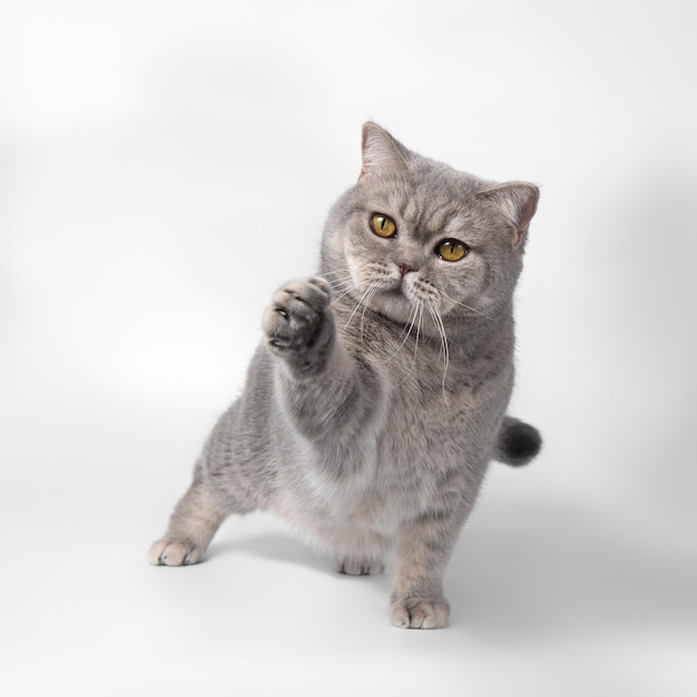 Photo le chat tacheté bleu lève sa patte sur un fond de studio blanc