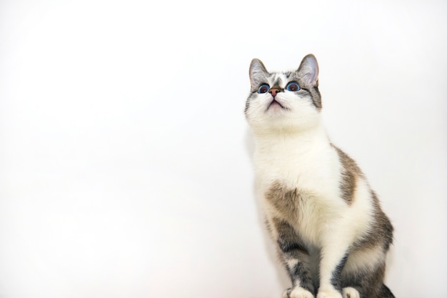 Un chat tacheté sur fond blanc. Un beau chaton tricolore. Un chat bâtard aux yeux bleus.