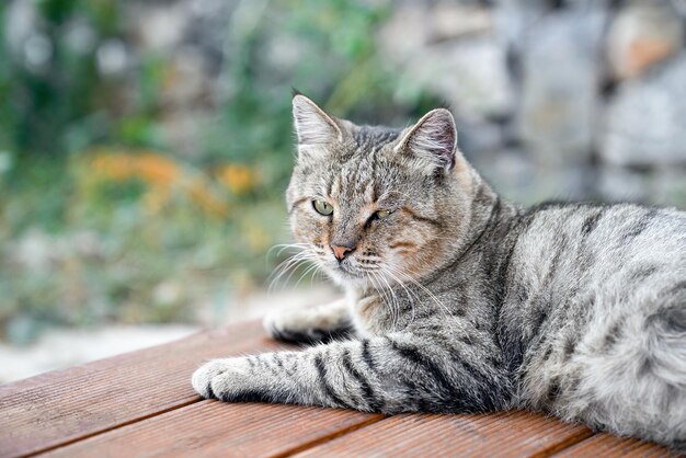 Le chat tacheté gris se trouve détendu sur le sol de la véranda sur fond de jardin, gros plan