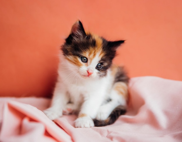 Un chat tacheté joue sur un fond rose Un petit chaton curieux assis sur une couverture rose et regardant la caméra Un animal de compagnie