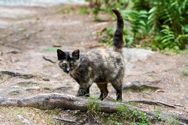 Un chat tacheté sauvage se promène dans la forêt avec sa queue relevée. Promenade de chat sauvage de forêt dans le parc