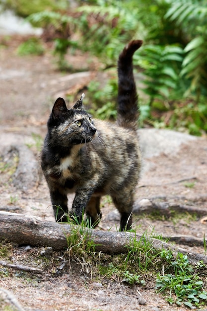 Un chat tacheté sauvage se promène dans la forêt avec sa queue relevée