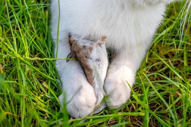 Un chat tenant une souris prise dans ses pattes un chat avec une souris dans un jardin parmi l'herbe verte