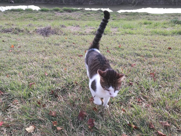 Photo le chat sur le terrain