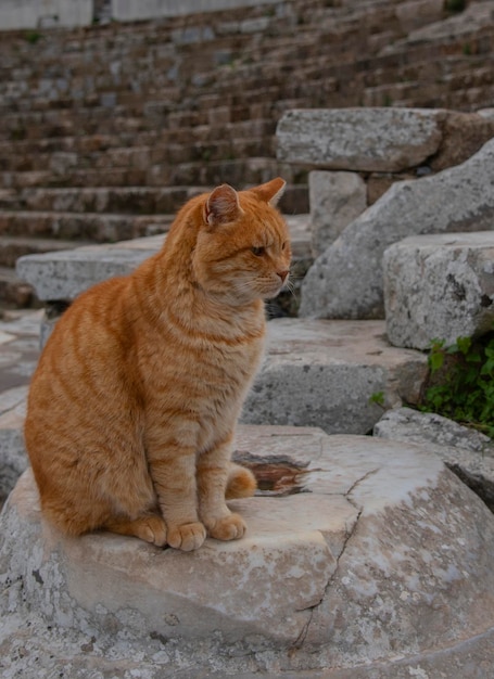 Chat à tête rouge regardant les passants dans le lieu touristique