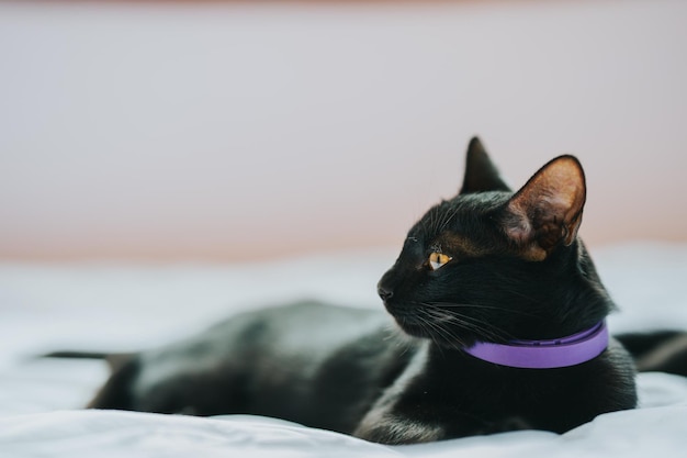 Chat thaïlandais aux cheveux noirs allongé sur un lit blanc face au côté.