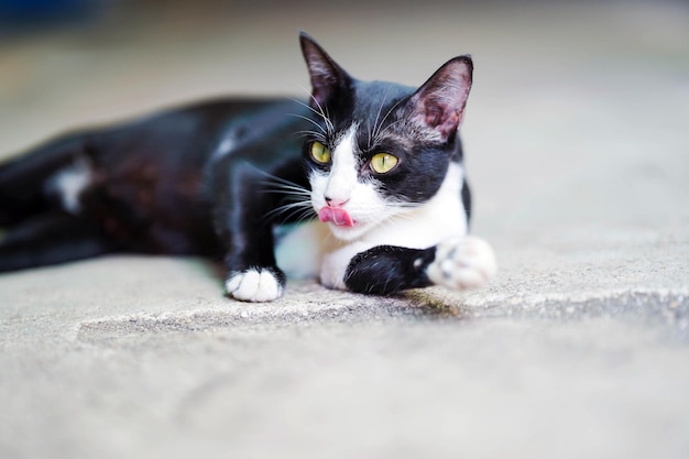 Photo chat thaïlandais blanc et noir couché avec la langue sur le sol en béton