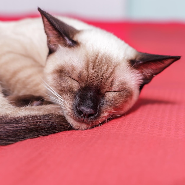 Chat thaïlandais endormi dans son lit