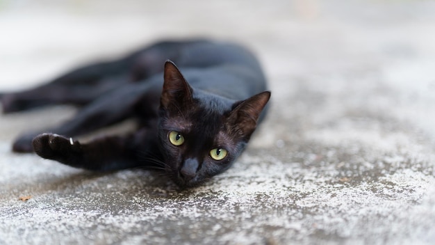 Photo un chat thaïlandais noir allongé sur le sol en ciment
