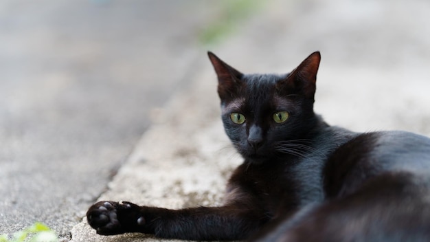 Photo un chat thaïlandais noir allongé sur le sol en ciment