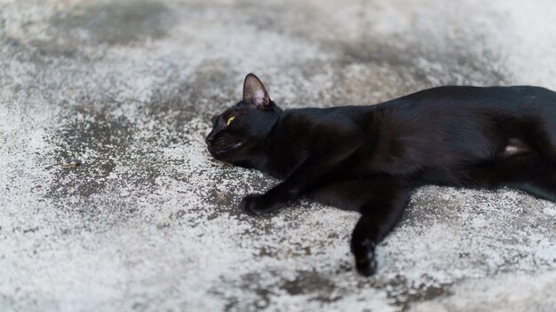 Photo un chat thaïlandais noir allongé sur le sol en ciment