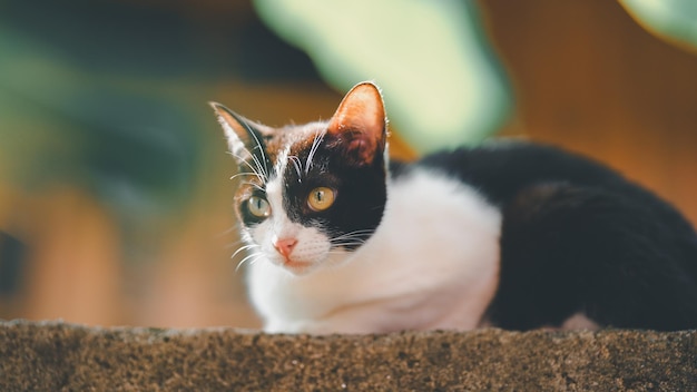 Photo un chat thaïlandais noir et blanc est assis sur la clôture.