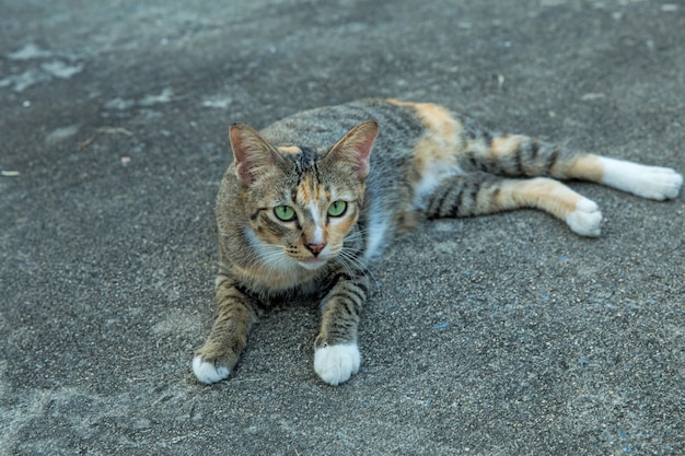 Chat thaïlandais sur le sol en ciment