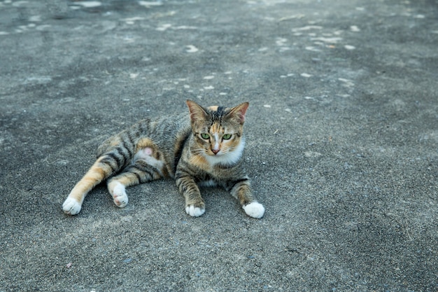 Chat thaïlandais sur le sol en ciment